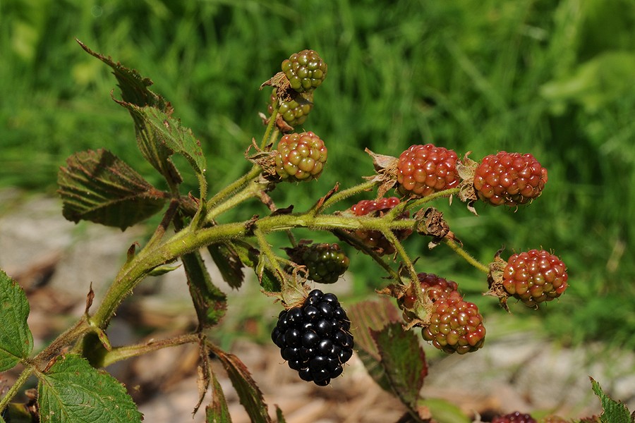 Ostružiník křovitý (Rubus fruticosus)