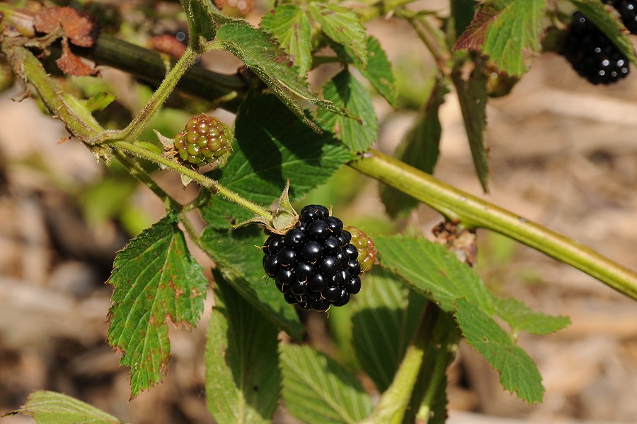 Ostružiník křovitý (Rubus fruticosus)