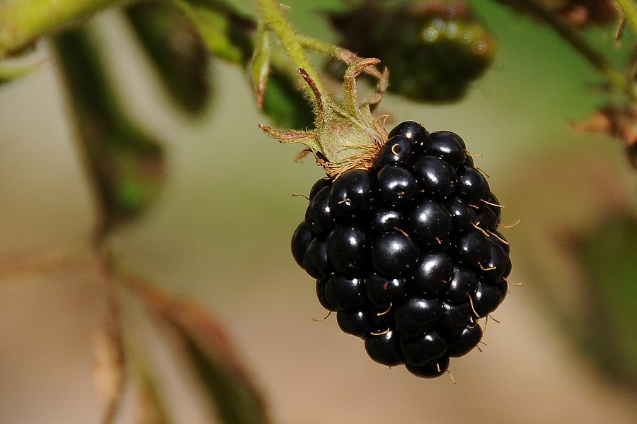 Ostružiník křovitý (Rubus fruticosus)