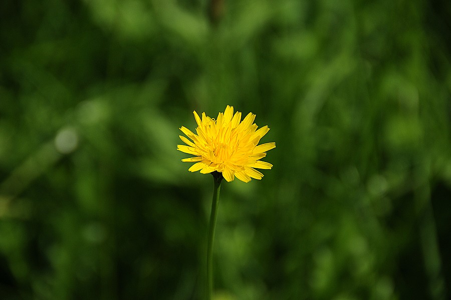 Škarda dvouletá (Crepis biennis)