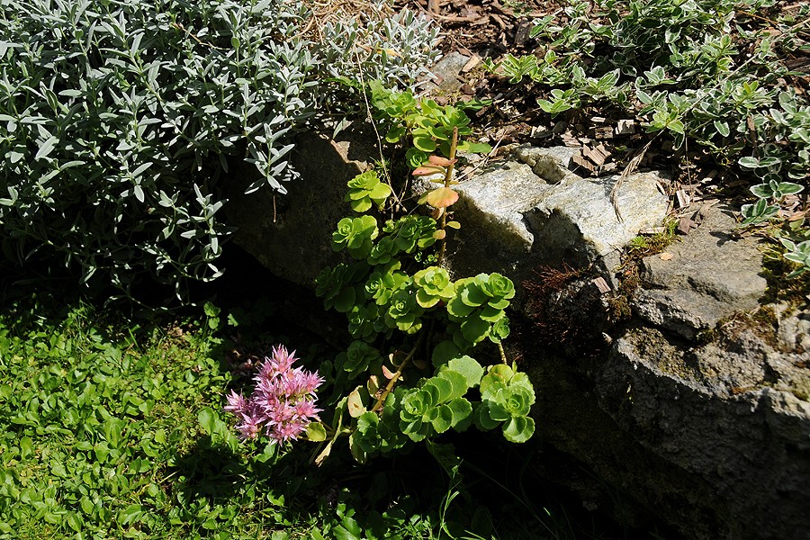 Rozchodník (Sedum)