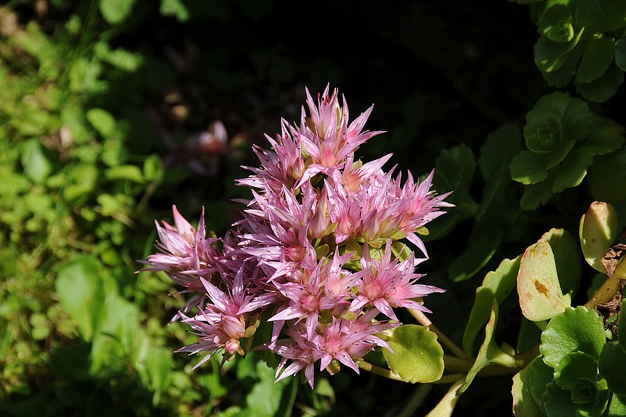 Rozchodník (Sedum)