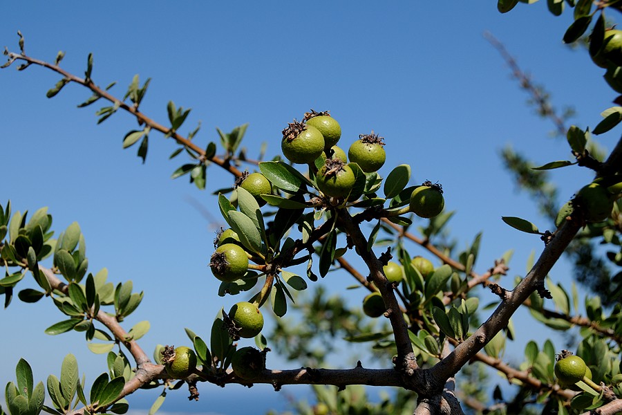 Granátové jablko - marhaník granátový (Punica granatum)