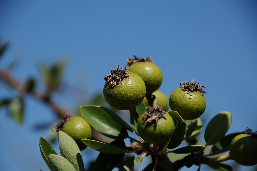 Granátové jablko - marhaník granátový (Punica granatum)