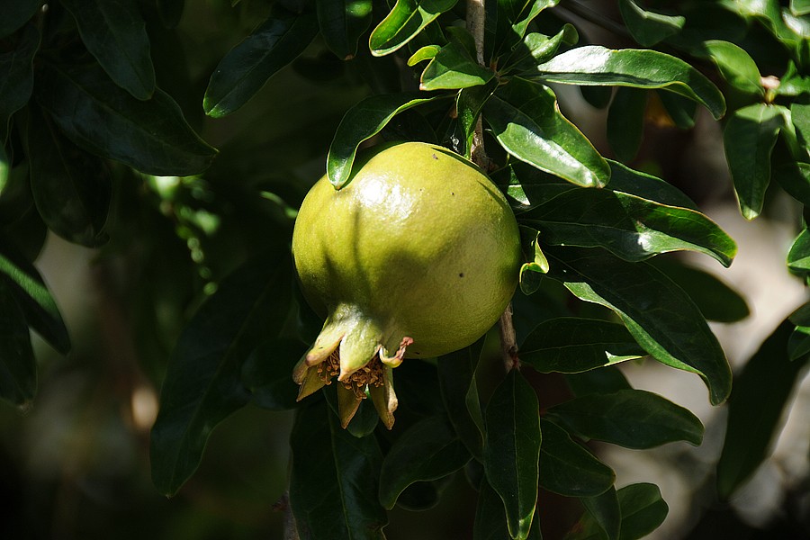 Granátové jablko - marhaník granátový (Punica granatum)