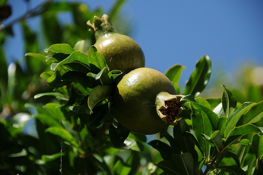 Granátové jablko - marhaník granátový (Punica granatum)