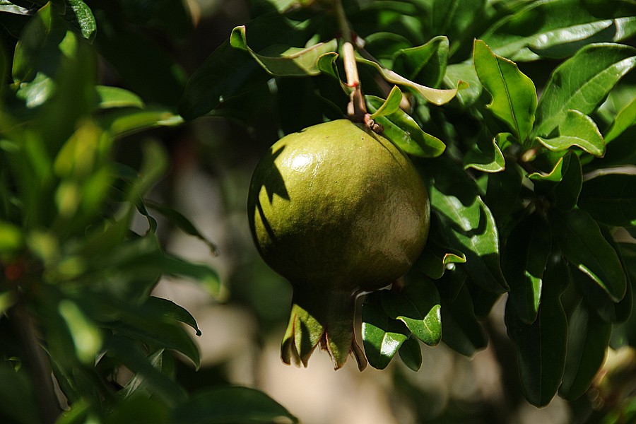 Granátové jablko - marhaník granátový (Punica granatum)