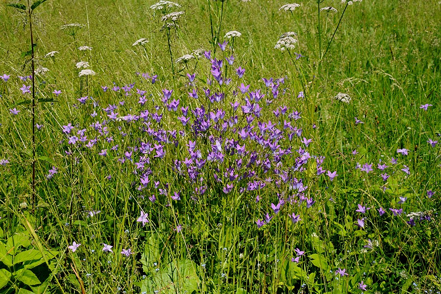 Zvonek rozkladitý (Campanula patula)