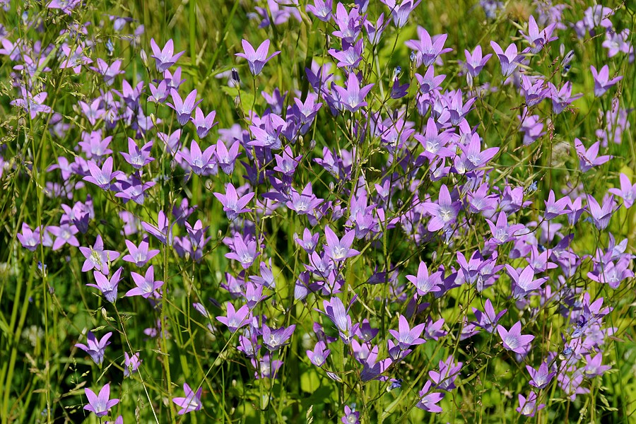 Zvonek rozkladitý (Campanula patula)