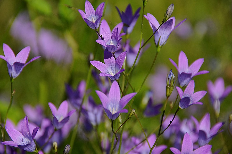 Zvonek rozkladitý (Campanula patula)