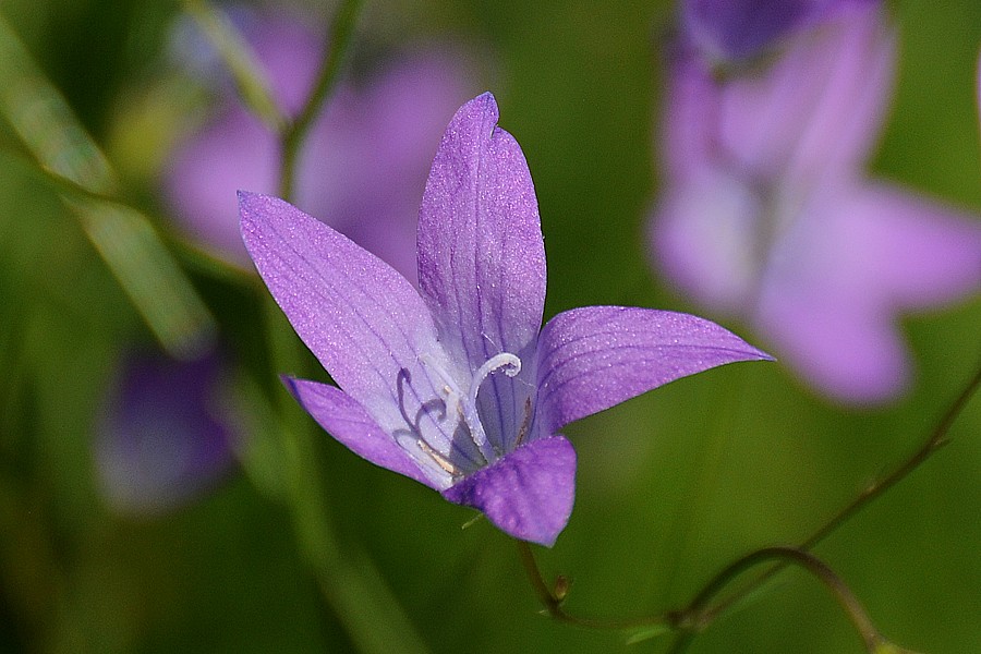 Zvonek rozkladitý (Campanula patula)