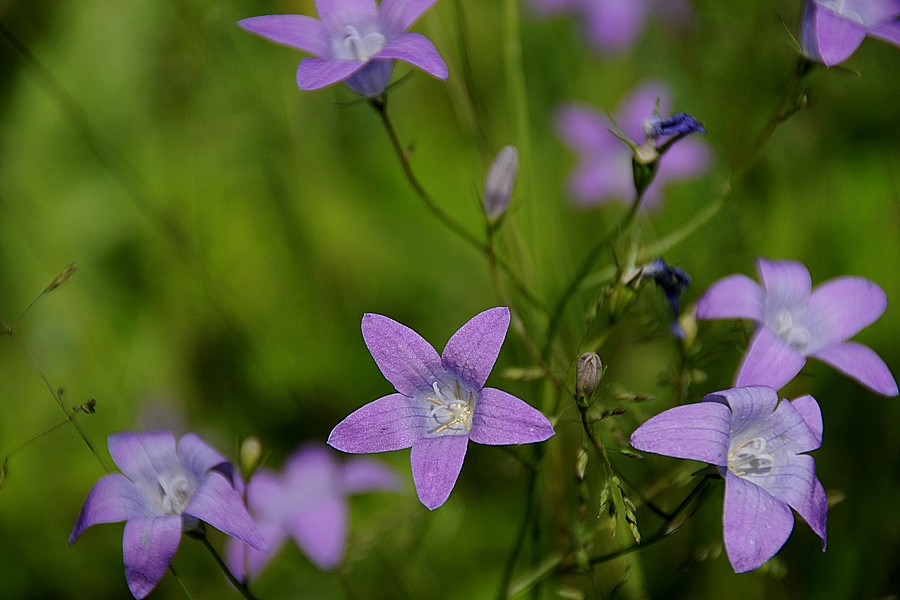 Zvonek rozkladitý (Campanula patula)