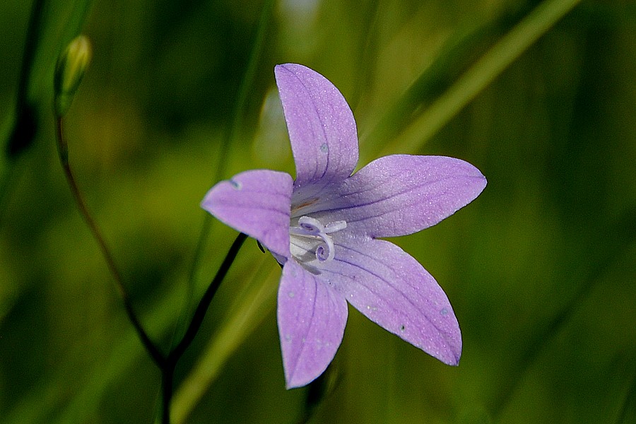 Zvonek rozkladitý (Campanula patula)