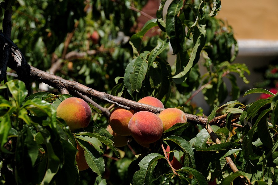 Broskvoň obecná (Prunus persica)