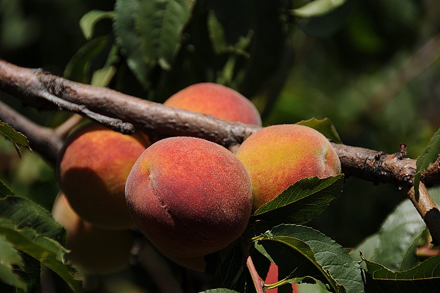 Broskvoň obecná (Prunus persica)