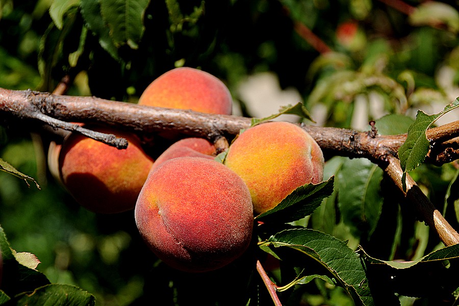 Broskvoň obecná (Prunus persica)