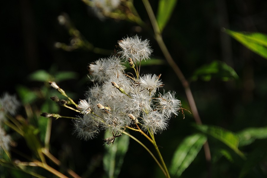 Starček Fuchsův (Senecio ovatus)