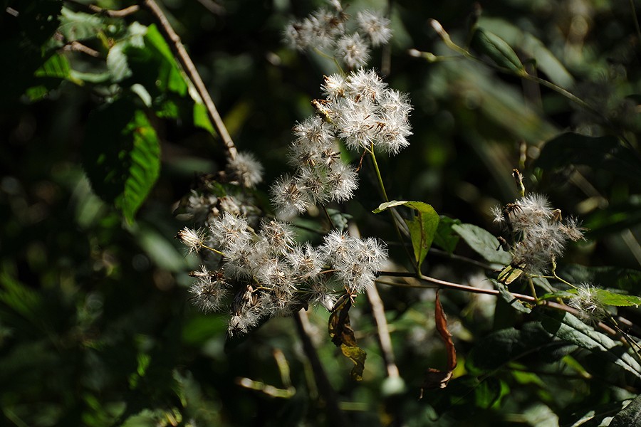 Starček Fuchsův (Senecio ovatus)