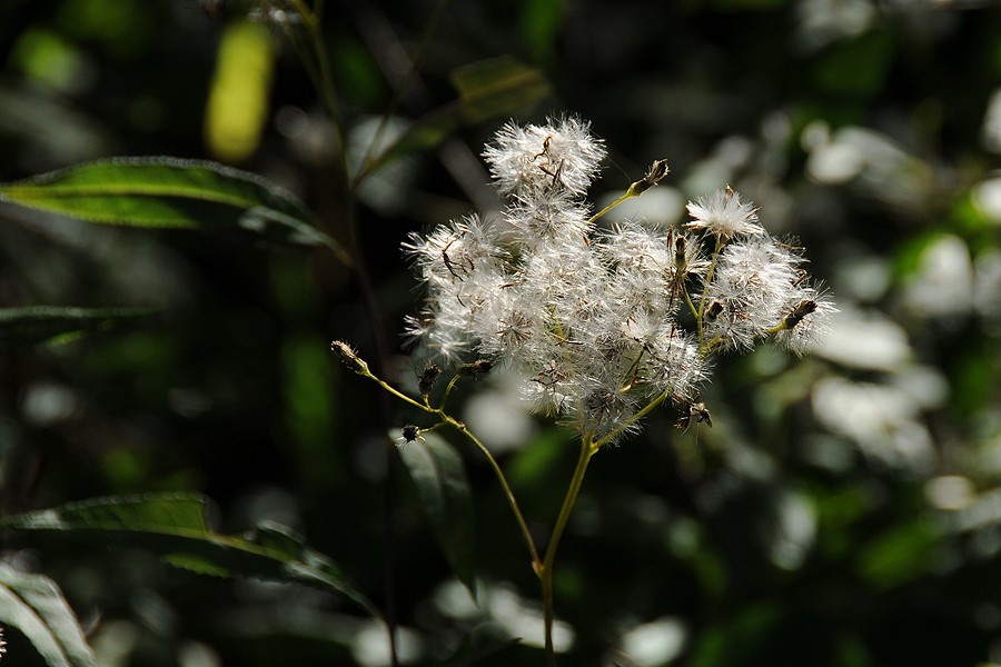 Starček Fuchsův (Senecio ovatus)