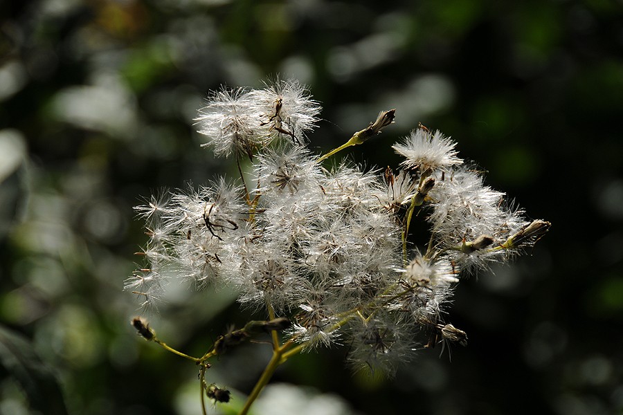 Starček Fuchsův (Senecio ovatus)