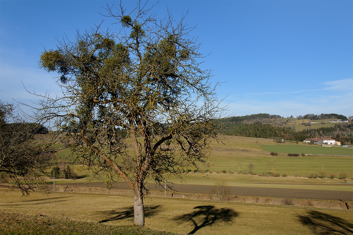 Jmelí bílé (Viscum album)