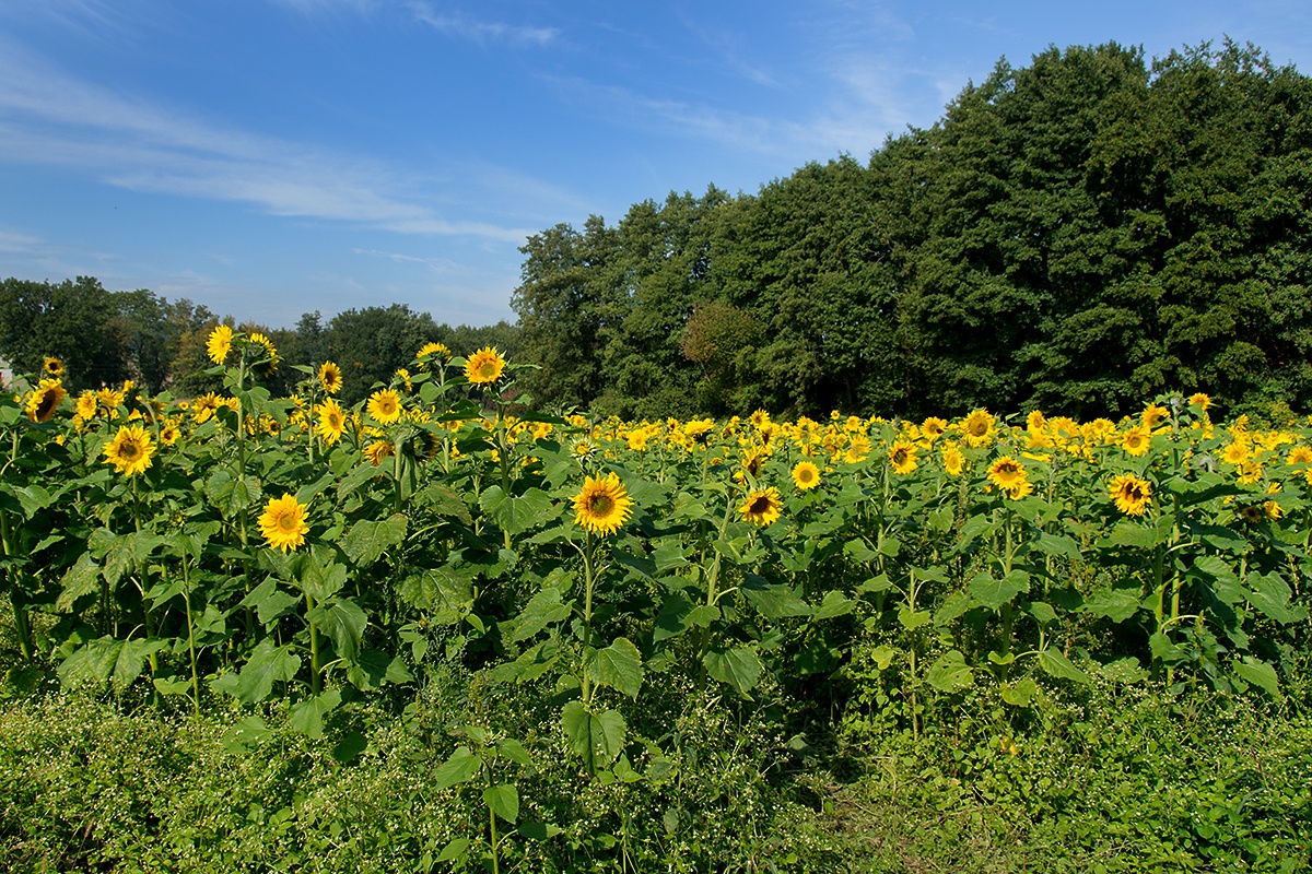 Slunečnice roční (Helianthus annuus)