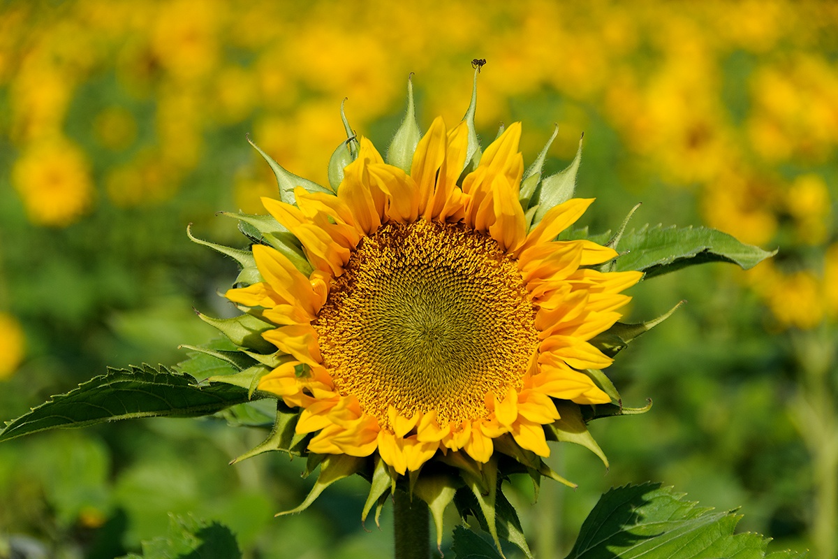 Slunečnice roční (Helianthus annuus)