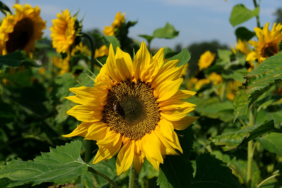 Slunečnice roční (Helianthus annuus)