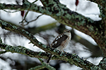 Krahujec obecný (Accipiter nisus)