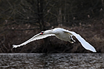 Labuť velká (Cygnus olor)