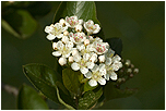 ern jeb (Aronia melanokarpa)