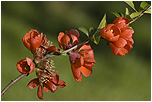 Kdoulovec japonsk (Chaenomeles japonica)