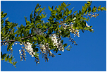 Trnovnk akt (Robinia pseudoacacia)