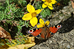 Babo�ka pav� oko (Inachis io)