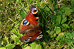 Babo�ka pav� oko (Inachis io)