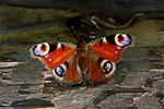 Babo�ka pav� oko (Inachis io)