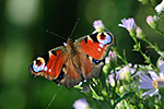 Babo�ka pav� oko