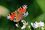 Babo�ka pav� oko (Inachis io)