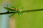 Kobylka zelen� (Tettigonia viridissima)