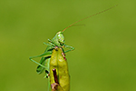 Kobylka zelen� (Tettigonia viridissima)
