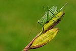 Kobylka zelen� (Tettigonia viridissima)