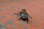 Moucha dom�c� (Musca domestica)