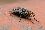 Moucha dom�c� (Musca domestica)