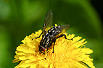 Moucha dom�c� (Musca domestica)