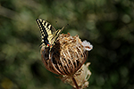 Otak�rek fenyklov� (Papilio machaon)