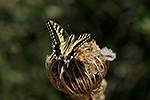 Otak�rek fenyklov� (Papilio machaon)