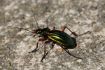 St�evl�k zlatoleskl� (Carabus auronitens)