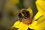 V�ela medonosn� (Apis mellifera)