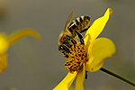 V�ela medonosn� (Apis mellifera)