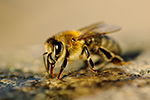 V�ela medonosn� (Apis mellifera)